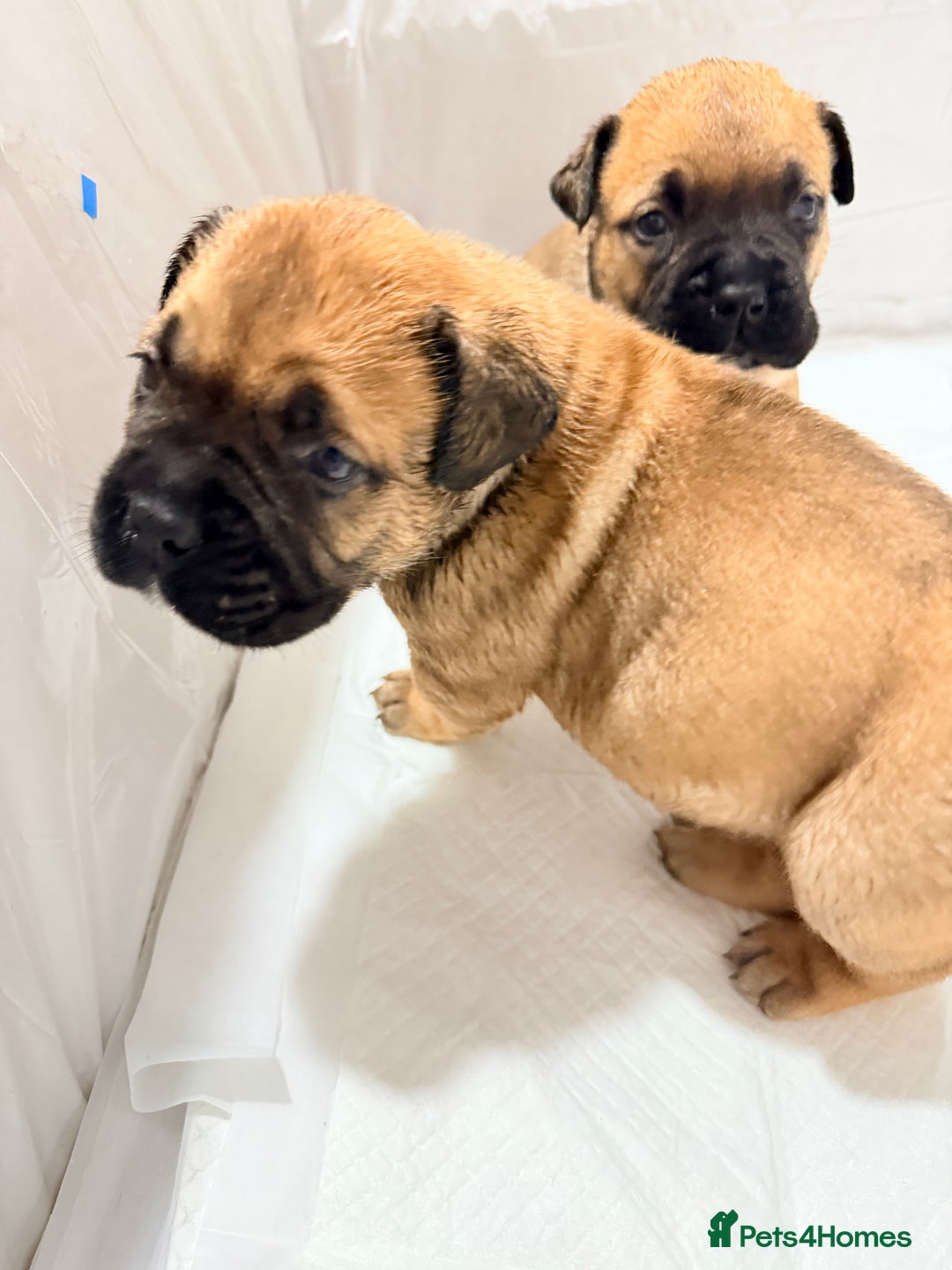 Bullmastiff dogs for sale: Bullmastiff puppies for sale - Advert 3
