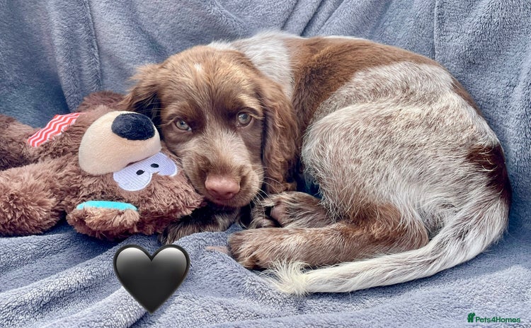 Cocker Spaniel dogs - Advert 3