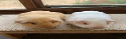 Guinea Pig rodents for sale: Sweet Baby Short Coated Satin Guinea Pig Boars - Advert 2