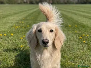 Miniature Dachshund dogs CREAM MINIATURE DACHSHUND - Advert 9