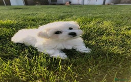 Maltese dogs for sale: Maltese puppies available  - Image 4