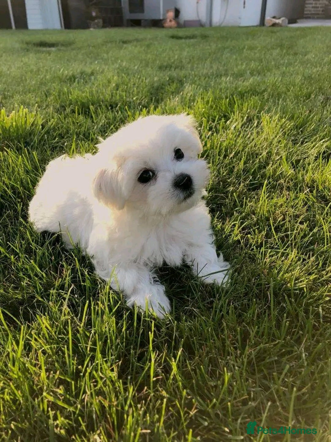 Maltese dogs for sale: Maltese puppies available  - Image 4