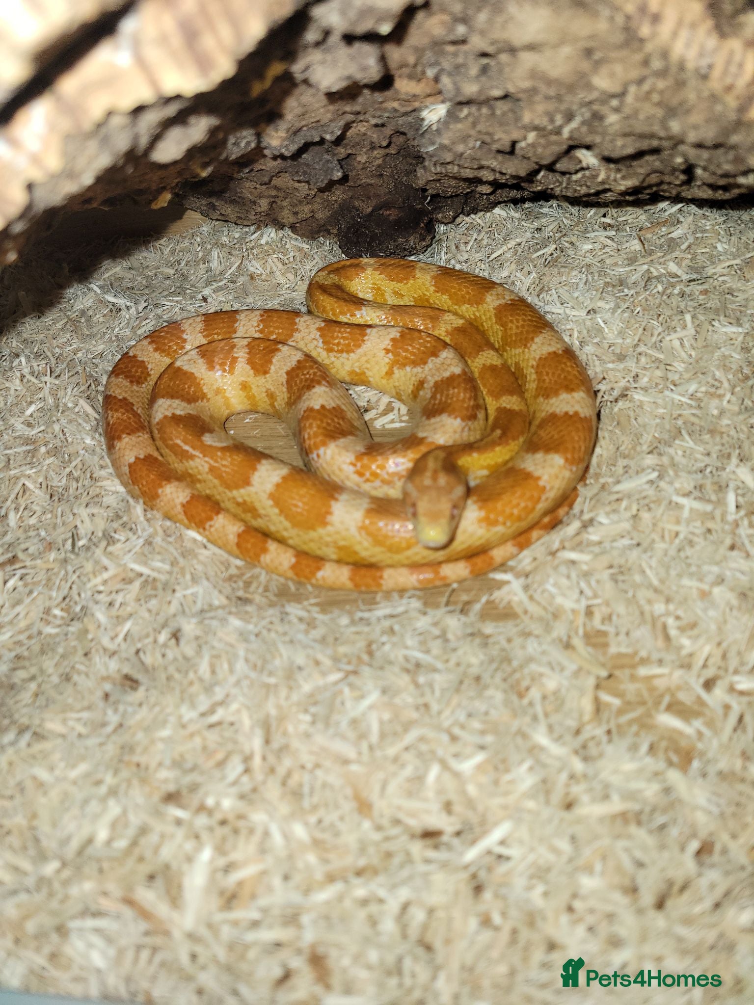 Corn Snake reptiles Corn snakes  - Advert 1