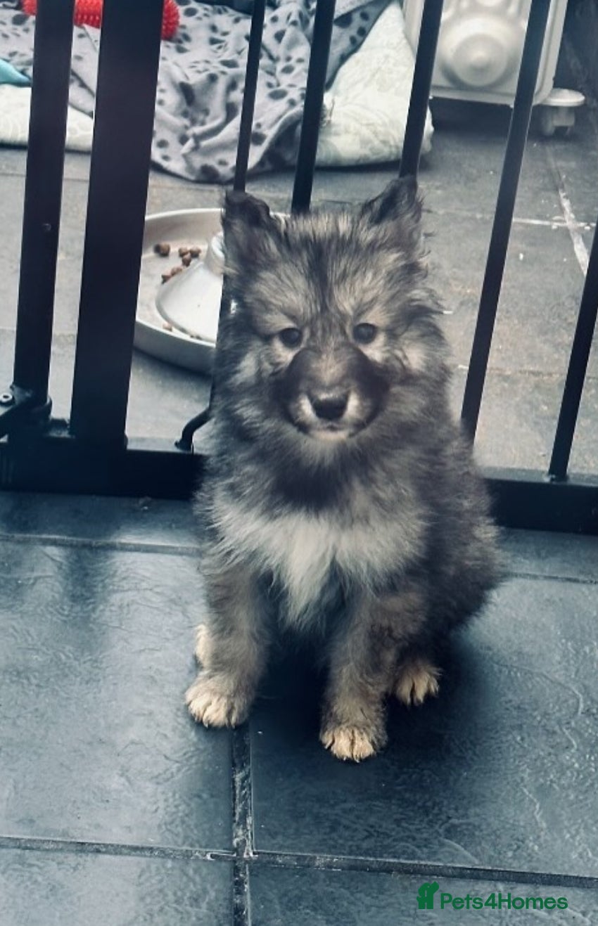 Siberian Husky dogs Husky/Alaskan Malamute - Advert 1