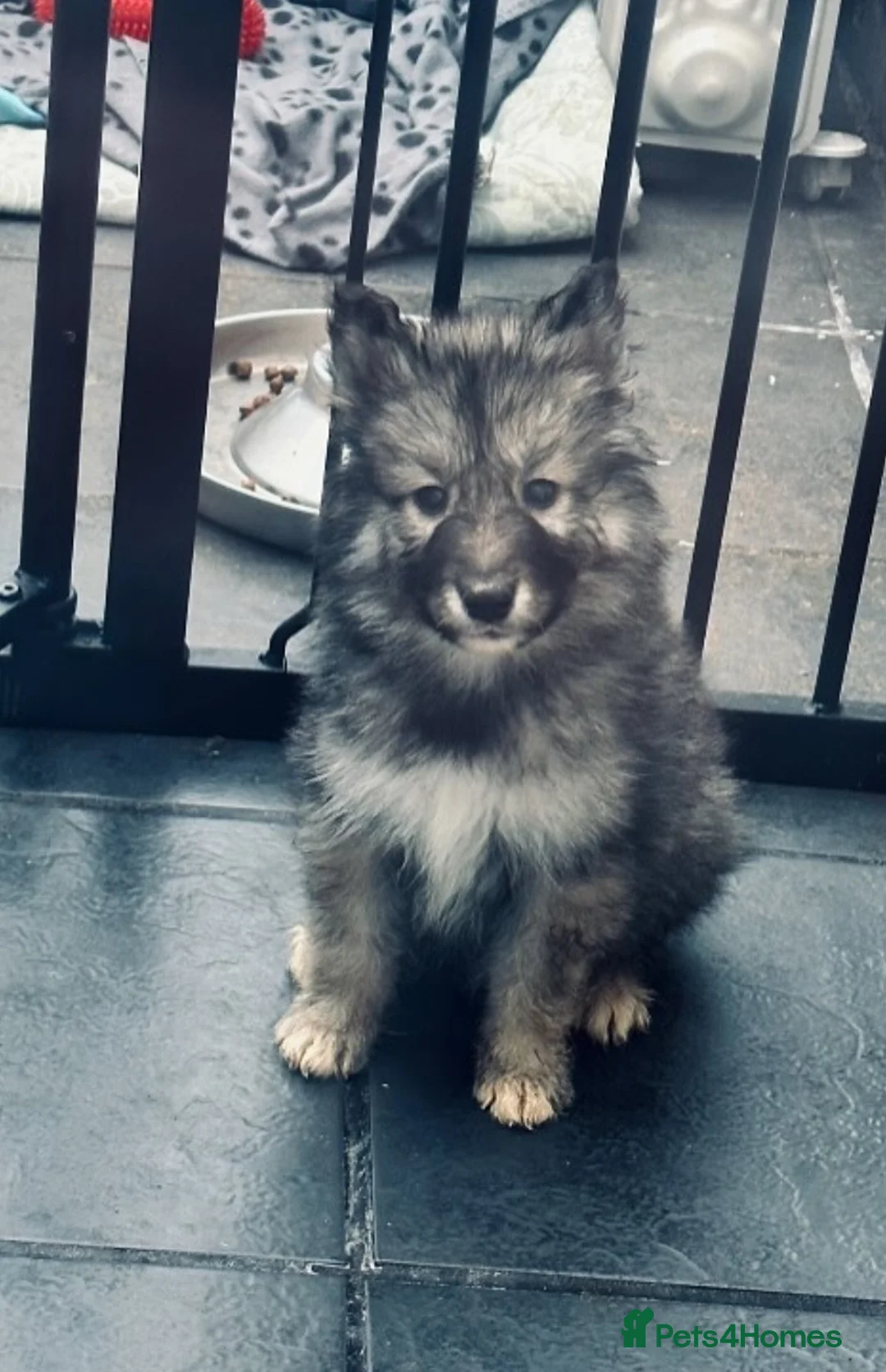 Siberian Husky dogs for stud: Husky/Alaskan Malamute in Stoke-on-Trent - Advert 1