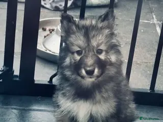 Siberian Husky dogs Husky/Alaskan Malamute - Advert 11