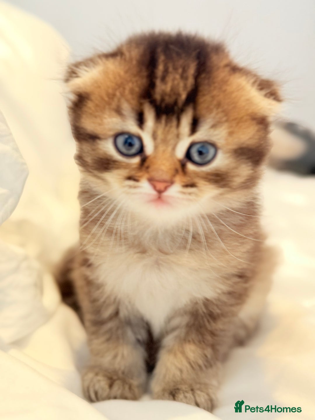 Scottish Fold cats for sale: Half Scottish half British short hair  in London - Image 10