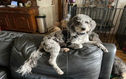 Cavapoo dogs for sale: Extensively health tested stunning cavapoo’s - Image 18