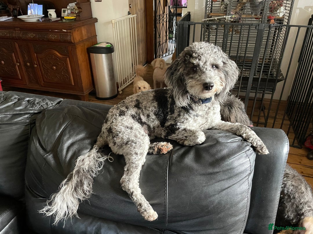 Cavapoo dogs for sale: Extensively health tested stunning cavapoo’s - Image 18