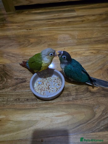 Conures birds in Swindon - Advert 12