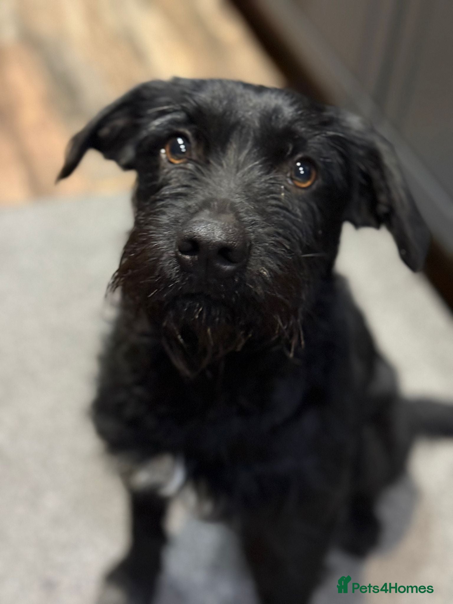 Mixed Breed dogs LITTLE ARLO LOOKING FOR LOVE - Advert 2