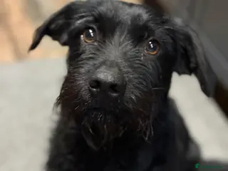 Mixed Breed dogs LITTLE ARLO LOOKING FOR LOVE - Advert 2