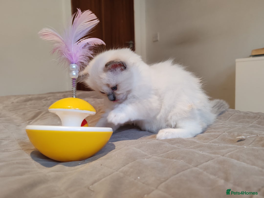 Ragdoll cats for sale: Ragdoll kittens - 1 girl & 2 boys - Image 3