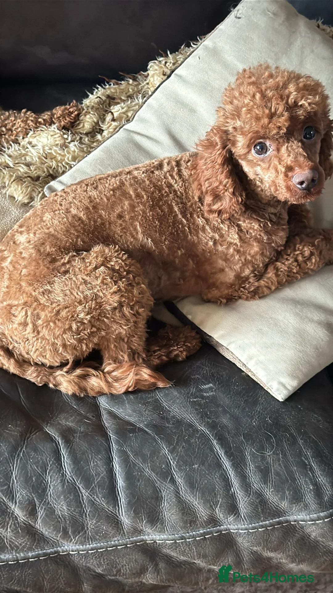 Toy Poodle dogs for sale: RED TOY POODLE MALE  - Advert 5
