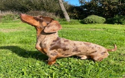 Miniature Dachshund dogs for stud: STUNNING MINI DACHSHUND STUD - Image 1
