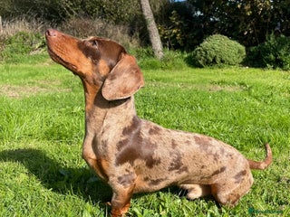 Miniature Dachshund dogs - Advert 6