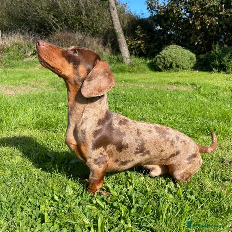 Miniature Dachshund dogs STUNNING MINI DACHSHUND STUD - Advert 1