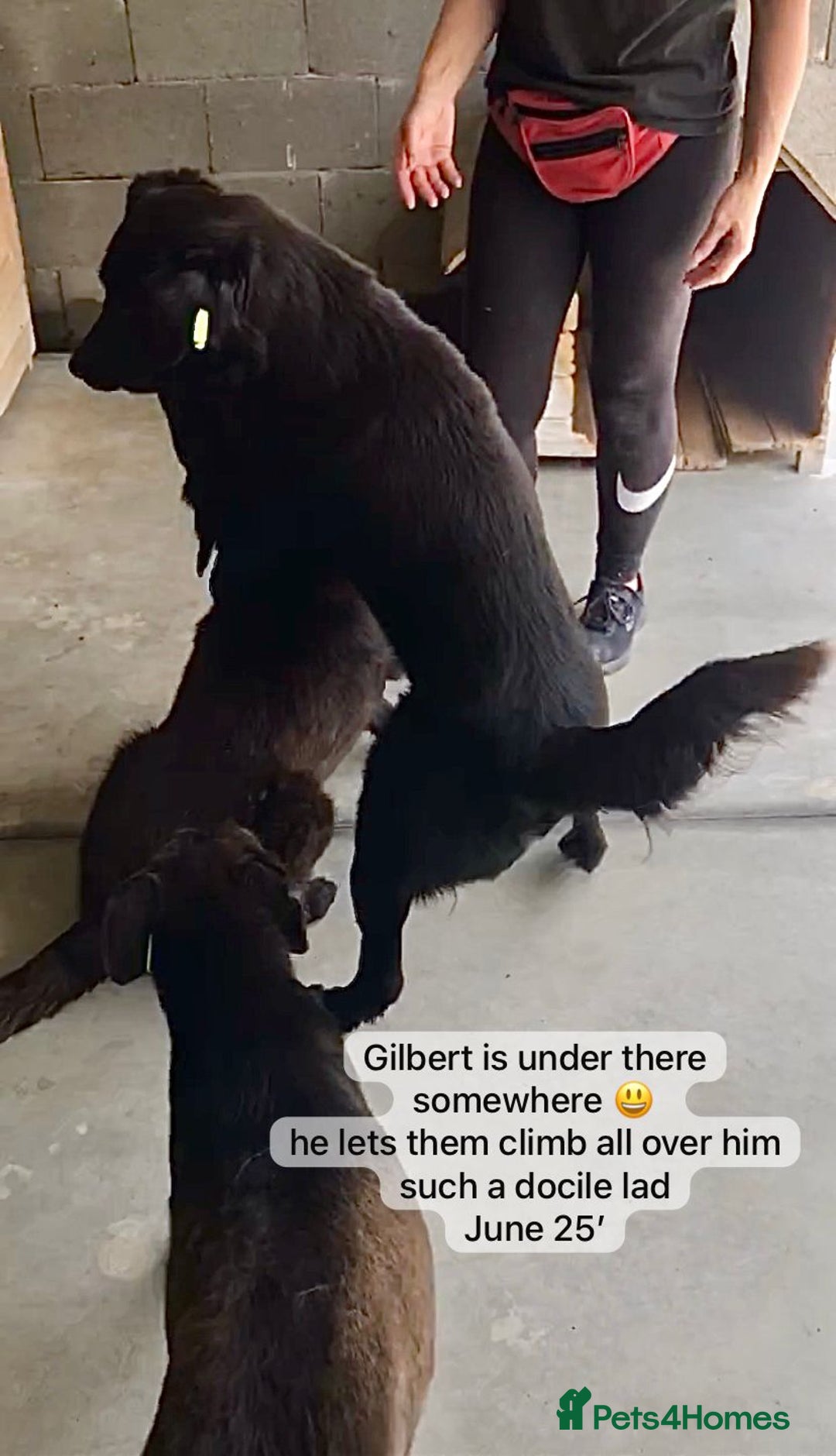 Mixed Breed dogs for adoption: Gilbert, 6 yrs old. Reserved stc. - Image 13
