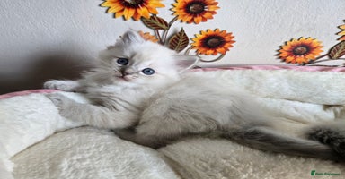 Ragdoll cats - Advert 1