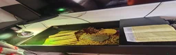 Hermann Tortoise reptiles for sale: Hermann’s Tortoise + Full Setup in Chesterfield - Advert 3
