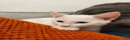 Turkish Angora cats for sale: Beautiful Turkish Angora Female  - Advert 5