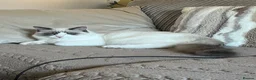 Ragdoll cats for sale: Chico - Advert 4