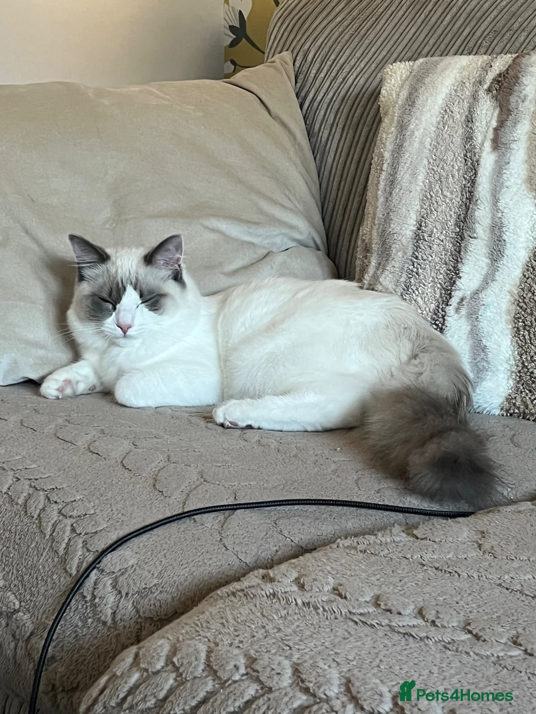 Ragdoll cats for sale: Chico - Advert 4