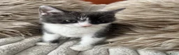 Mixed Breed cats for sale: 🩷Cross Maine Coone Kittens🩷 - Advert 4