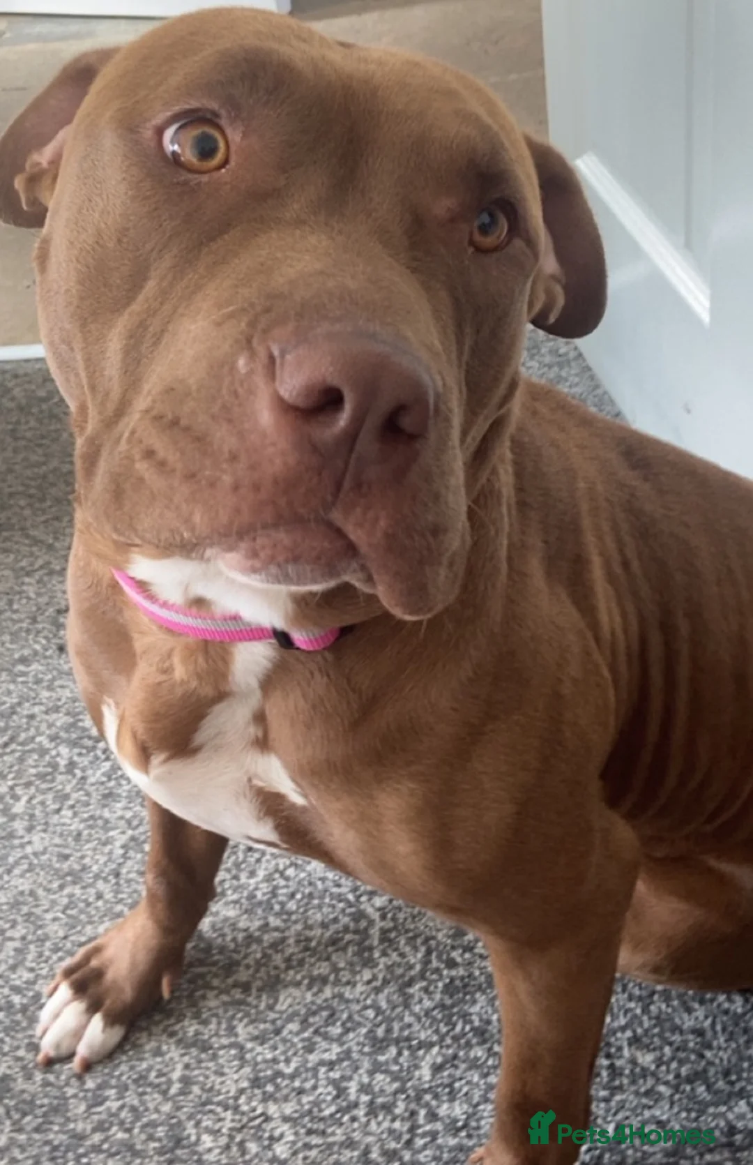 American Bulldog dogs for sale: Female 2 year old American bulldog in Liversedge - Advert 2
