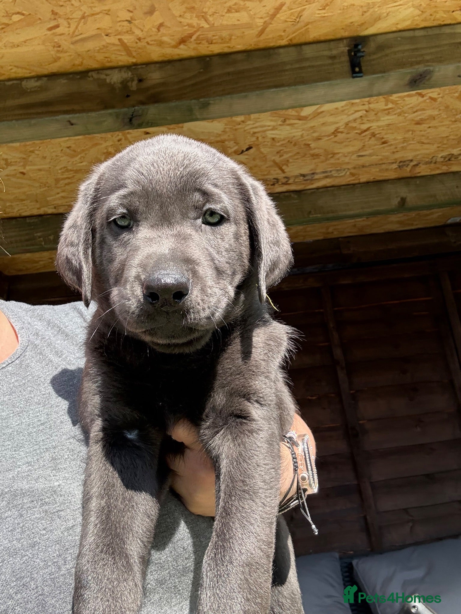 Labrador Retriever dogs Price drop on my beautiful babies - Advert 18