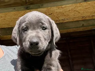 Labrador Retriever dogs Price drop on my beautiful babies - Advert 18