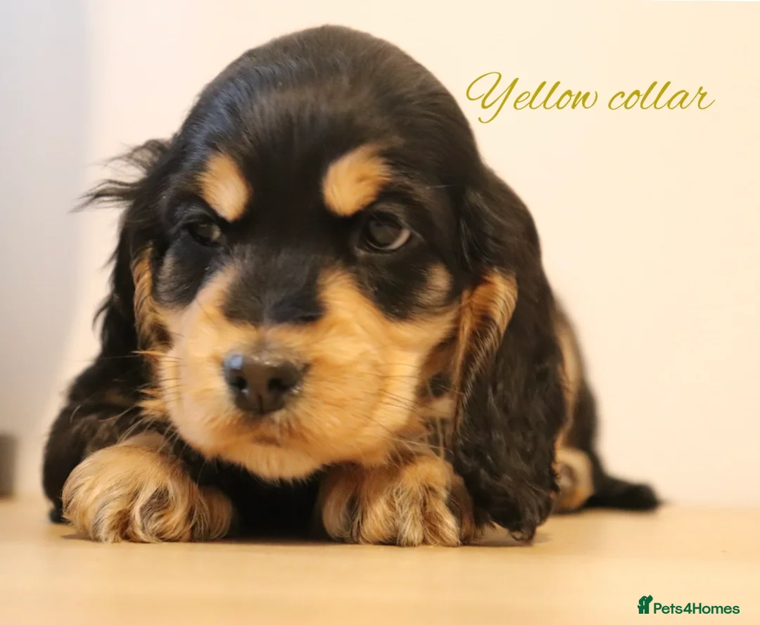 Cocker Spaniel dogs for sale: Two outstanding show cocker spaniels  - Advert 7