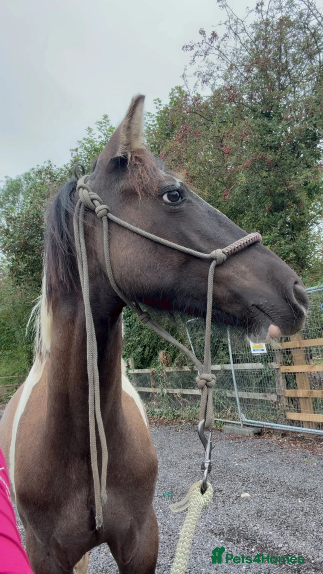Paint horses for sale: American paint x Gelding - Advert 4