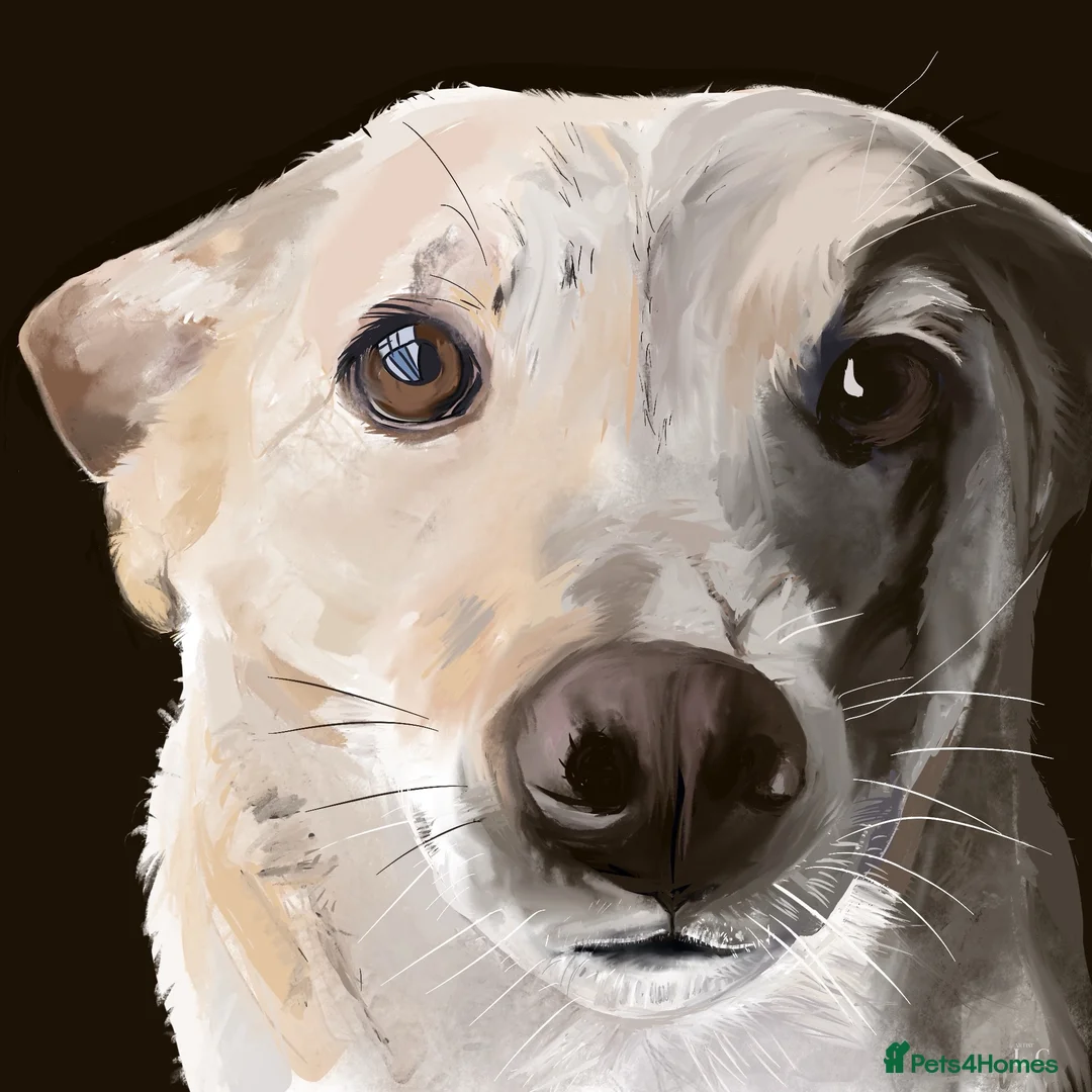 Mixed Breed dogs for adoption: Fantastic Fred - Advert 4