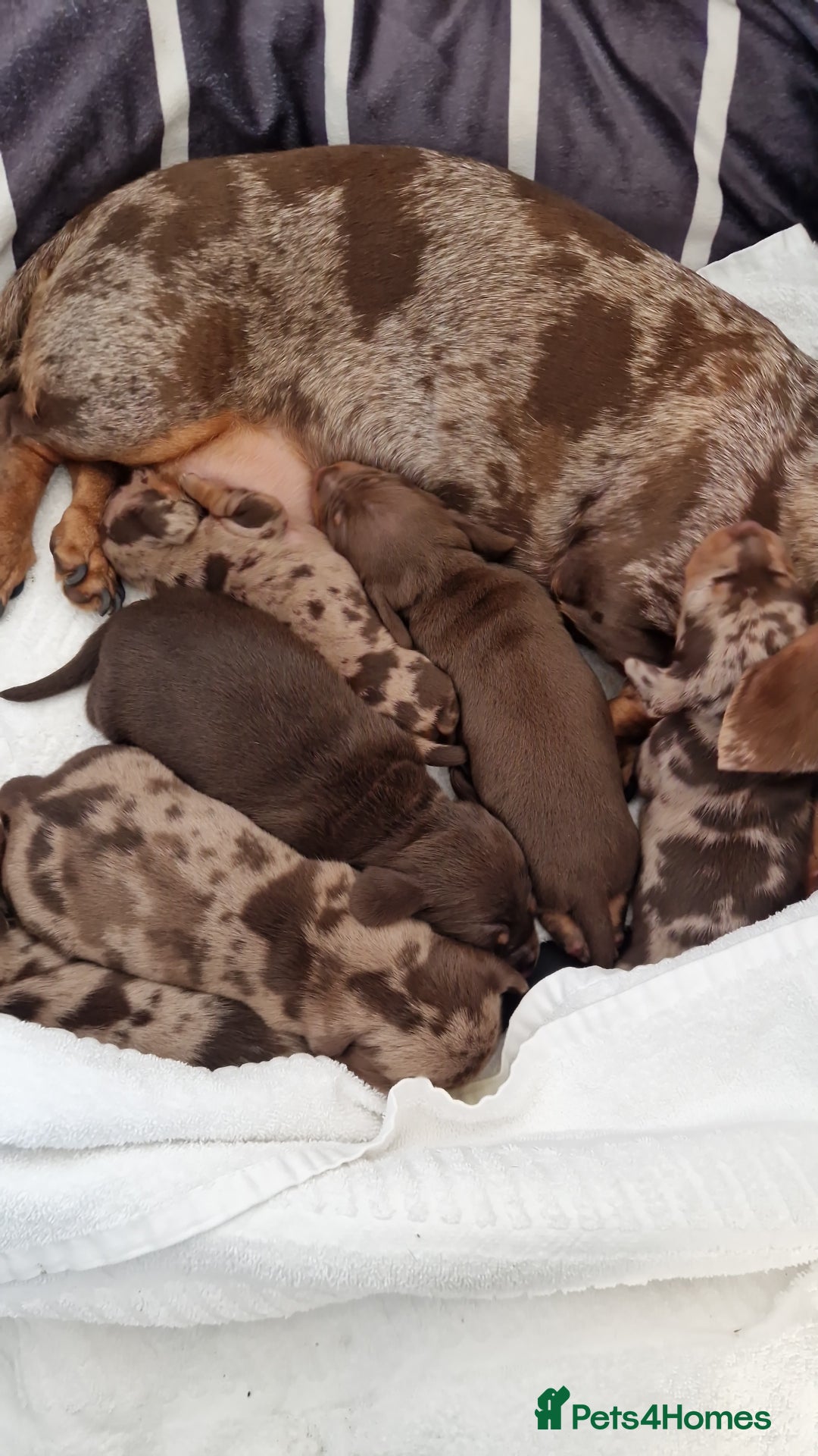 Miniature Dachshund dogs for sale: Miniature Smooth Haired Dachshund  - Advert 1