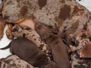 Miniature Dachshund dogs Miniature Smooth Haired Dachshund - Advert 8