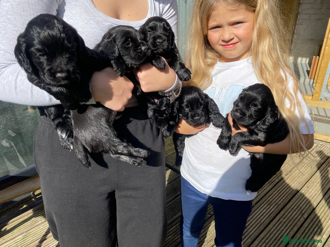 Cocker Spaniel dogs for sale: Beautiful working Cocker spaniel puppies  - Image 8