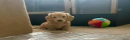 Miniature Dachshund dogs for sale: English cream longhair miniature daschound  - Advert 16