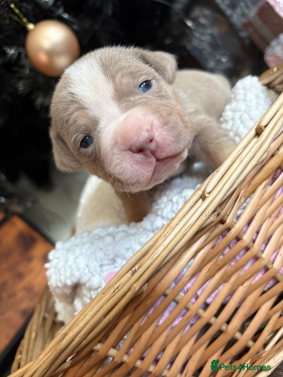 American Bully dogs for sale: Standard American bully’s lilac tri - Advert 4