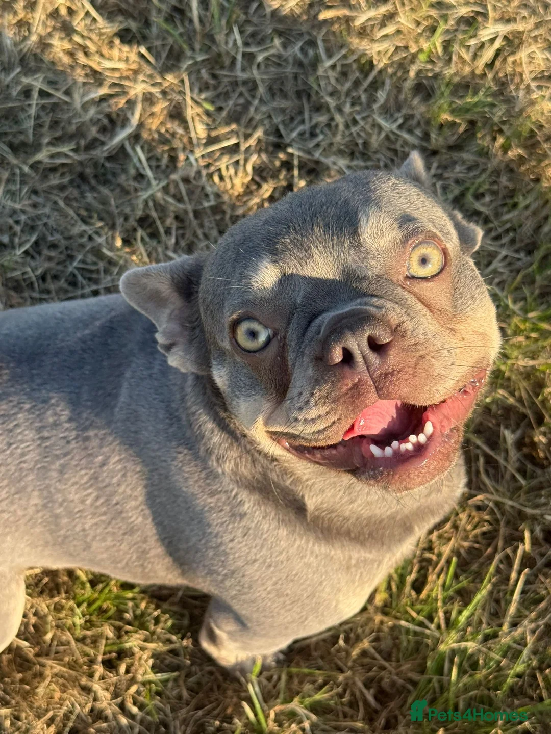 French Bulldog dogs for sale: Two amazing French bulldogs  - Advert 1