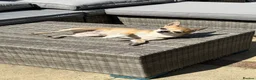 Chihuahua dogs for sale: Adorable chihuahua for adpotion - Advert 3