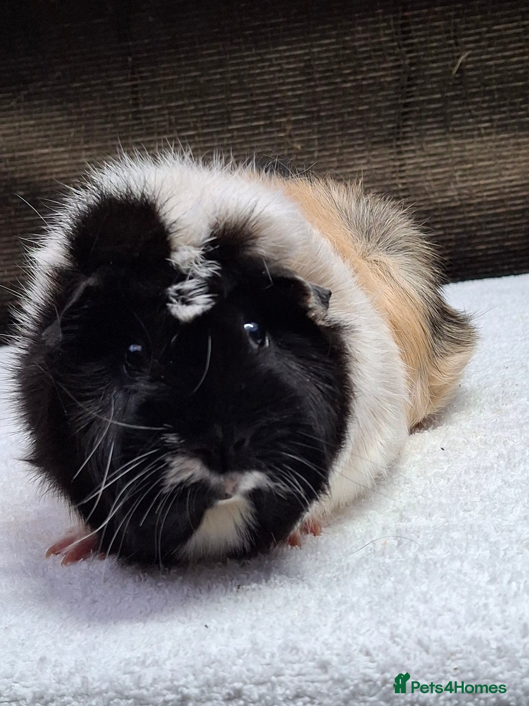Guinea Pig rodents for sale: Adult Guineapig  - Advert 6