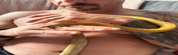 Corn Snake reptiles for sale: Female Yellow beautiful corn snake  - Advert 3