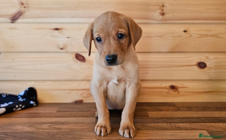 Labrador Retriever dogs - Advert 4