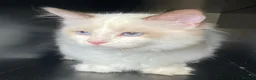 Ragdoll cats for sale: 2 Extra Chunky Boys Left! TICA REGISTERED RAGDOLLS - Advert 11