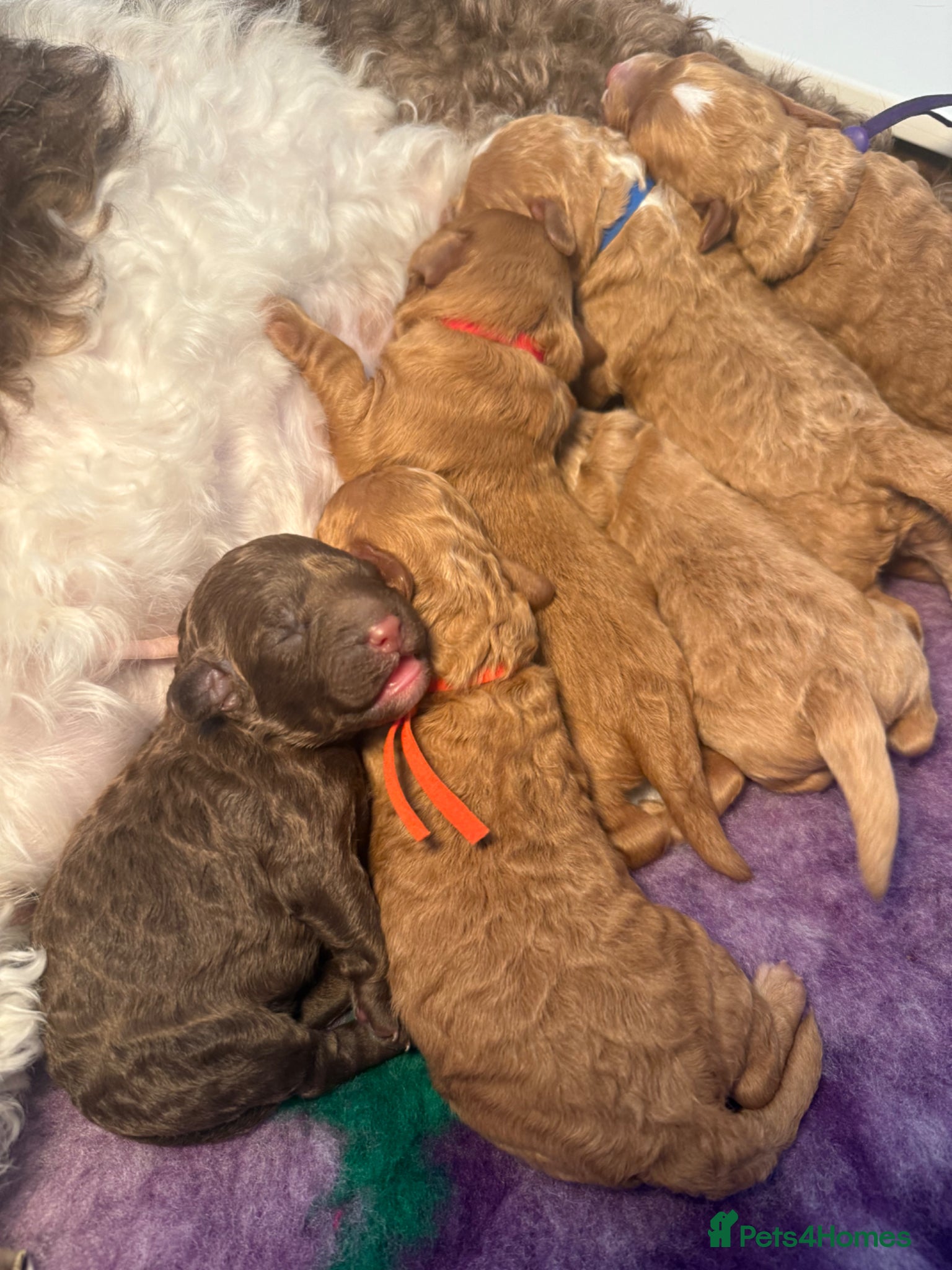 Labradoodle dogs 🐾 Beautiful F1B Miniature Labradoodle Puppies 🐾 - Advert 2