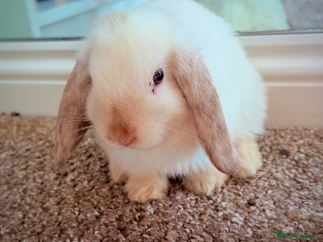 Mini Lop rabbits for sale: Mini lop babies - Image 25