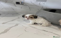 Yochon dogs for sale: Yorkshire Terrier mix with Bichon Maltese - Image 1