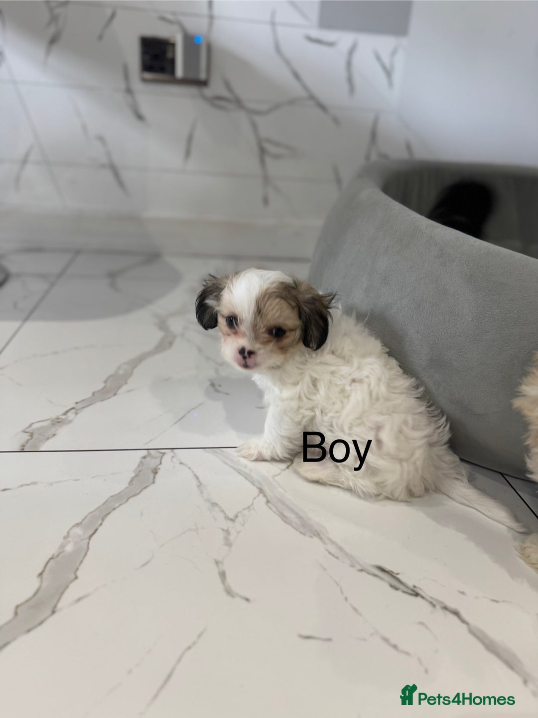Yochon dogs for sale: Yorkshire Terrier mix with Bichon Maltese - Image 1