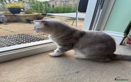 Scottish Fold cats for sale: British Shorthair and Scottish Fold - Image 10
